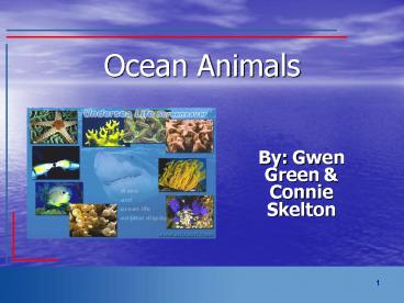 Ocean Animals
