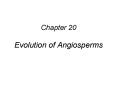 Chapter 20 Evolution of Angiosperms PowerPoint PPT Presentation