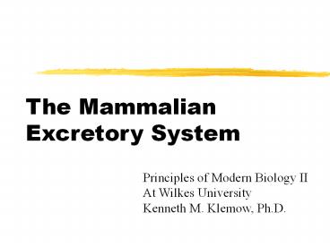 The Mammalian Excretory System