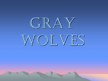 GRAY WOLVES