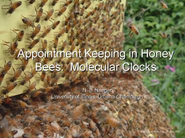 Appointment Keeping in Honey Bees: Molecular Clocks