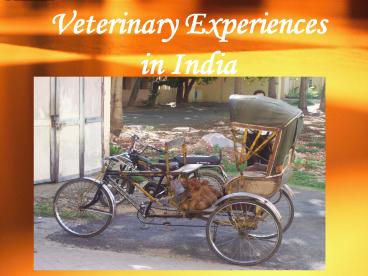 Veterinary Experiences in India