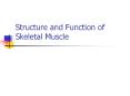 Structure and Function of Skeletal Muscle PowerPoint PPT Presentation