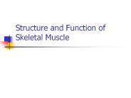 Structure and Function of Skeletal Muscle
