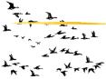Migration: It isnt just for the Birds PowerPoint PPT Presentation