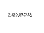 THE%20SPINAL%20CORD%20AND%20THE%20SOMATOSENSORY%20SYSTEMS