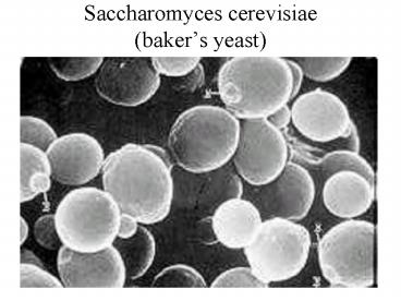 Saccharomyces cerevisiae bakers yeast