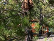 Phylogenetic Networks with Constrained Recombination