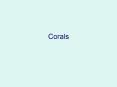 Corals PowerPoint PPT Presentation