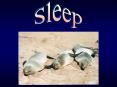 Sleep PowerPoint PPT Presentation