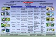Home Vegetable Pest Management