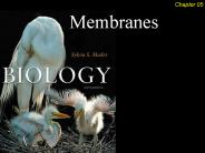 Membranes