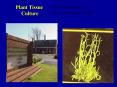 Plant Tissue Culture PowerPoint PPT Presentation
