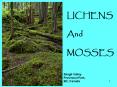 LICHENS PowerPoint PPT Presentation