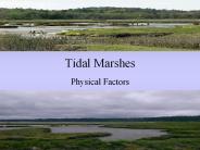 Tidal Marshes