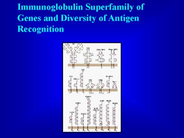 Immunoglobulin Superfamily of Genes and Diversity of Antigen Recognition
