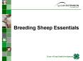 Breeding Sheep Essentials PowerPoint PPT Presentation