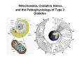 Mitochondria, Oxidative Stress, and the Pathophysiology of Type 2 Diabetes PowerPoint PPT Presentation