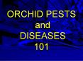 ORCHID PESTS and DISEASES 101 PowerPoint PPT Presentation