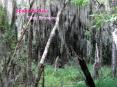 Spanish Moss Tess Branning PowerPoint PPT Presentation