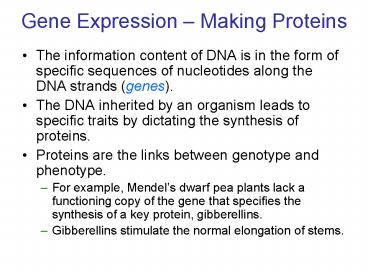 Gene Expression Making Proteins