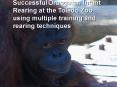Infant Rearing Success at the Toledo Zoo using Multiple Rearing and Training Techniques PowerPoint PPT Presentation