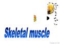 Skeletal muscle PowerPoint PPT Presentation