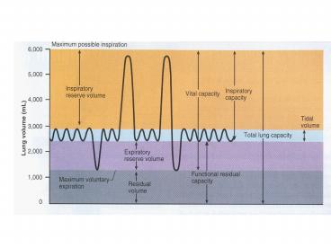 Pulmonary System Physiology