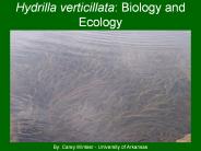 Hydrilla verticillata: Biology and Ecology