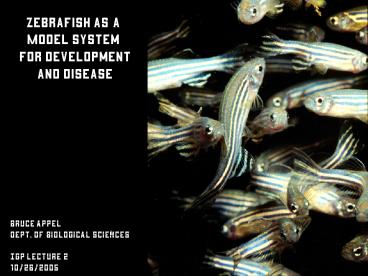 Zebrafish as a