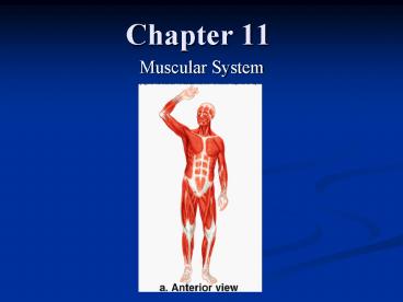 Muscular System presentation | free to view