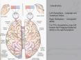 Lateralization PowerPoint PPT Presentation