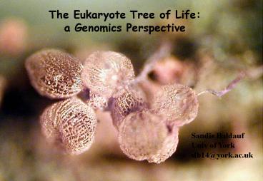 The Eukaryote Tree of Life: a Genomics Perspective