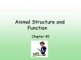 Animal Structure and Function PowerPoint PPT Presentation