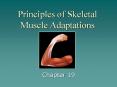 Principles of Skeletal Muscle Adaptations PowerPoint PPT Presentation
