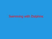 Swimming with Dolphins