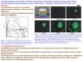 Figure 2. Directional crystal growth of polyethylene oxide PEO upon exposure to truncated intensity PowerPoint PPT Presentation