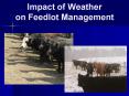 Impact of Weather on Feedlot Management PowerPoint PPT Presentation