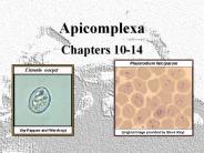 Apicomplexa