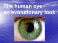 The human eye - PowerPoint PPT Presentation