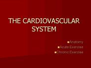 THE CARDIOVASCULAR SYSTEM