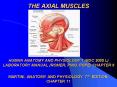 THE AXIAL MUSCLES HUMAN ANATOMY AND PHYSIOLOGY 1 BSC 2085 L LABORATORY MANUAL ROMER, PINO, POPE CHAP PowerPoint PPT Presentation
