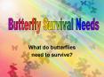 What do butterflies PowerPoint PPT Presentation