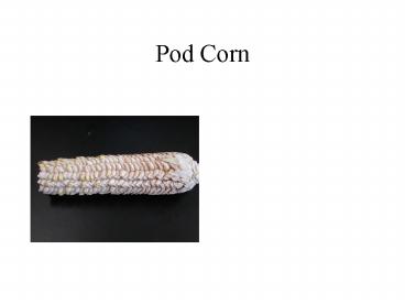 Pod Corn