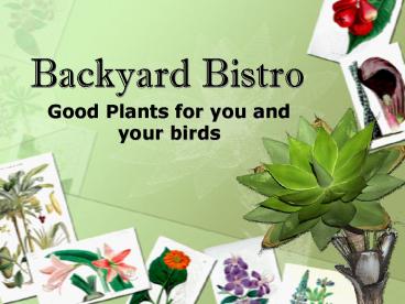 Backyard Bistro