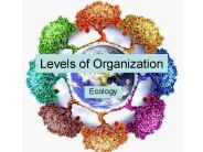 Levels of Organization