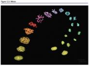 Figure 12.0 Mitosis