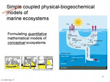 Simple coupled physicalbiogeochemical models of marine ecosystems