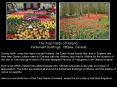 Tulip Fields of Holland PowerPoint PPT Presentation