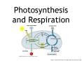 Photosynthesis and Respiration PowerPoint PPT Presentation